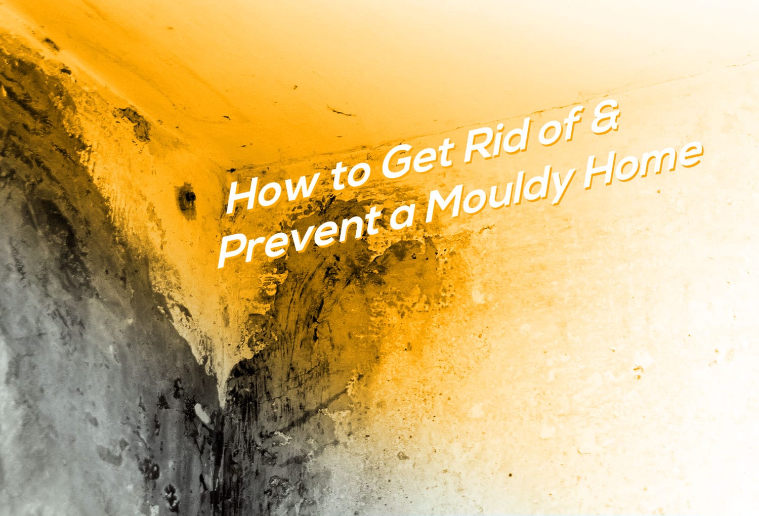 How-to-Get-Rid-of-and-Prevent-a-Mouldy-Home